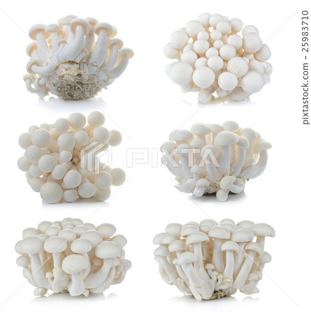 Shimeji mushroom, Edible mushroom isolate 25983710