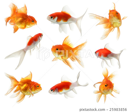 gold fish isolated on white background 25983856