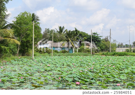 lotus field with house in Vietnamese village 25984051
