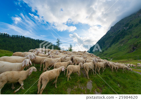 Transhumance of sheep in the mountains 25984620