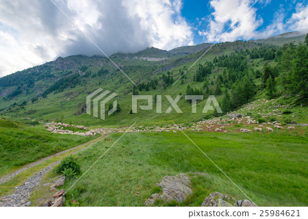 Transhumance of sheep in the mountains 25984621