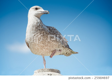 Young herring gull at the first winter 25984697