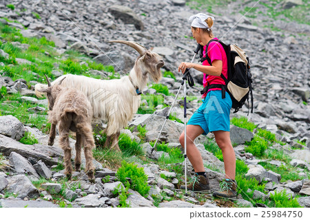 Woman hiker in mountains meet a goat 25984750