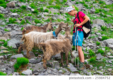 Woman hiker meets mountain goats Woman hiker meets mountain goats 25984752