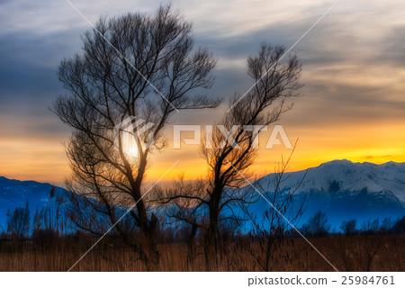 Sunset between trees  25984761