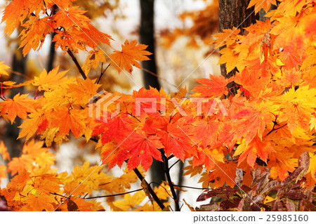 Autumn leaves of Marukoi Autumn leaves of Marukoi 25985160