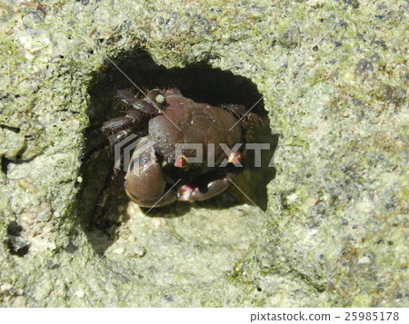 螃蟹在岩石中 25985178