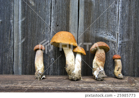 orange-cap boletus mushrooms orange-cap boletus mushrooms 25985773