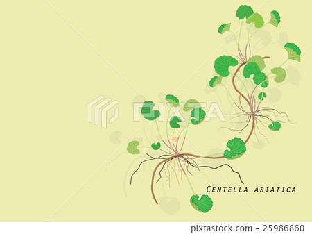 Gotu kola plant for food isolated picture Gotu kola plant for food isolated picture 25986860