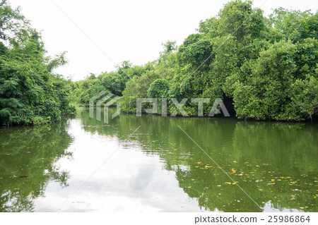 綠色隧道 25986864