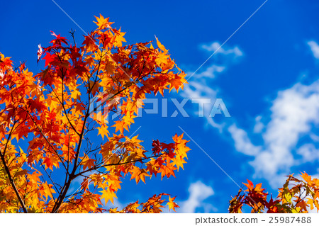 [Yamanashi Prefecture] Blue sky and autumn leaves 25987488