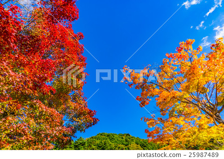 [Yamanashi Prefecture] Refreshing blue sky and bright autumn leaves 25987489