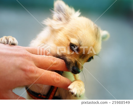 little charming adorable chihuahua puppy on 25988549