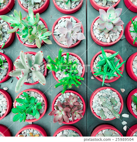 Cactus succulent Plant in Flower Pot, flat lay 25989504