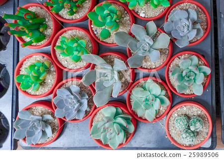 Cactus succulent Plant in Flower Pot, flat lay 25989506