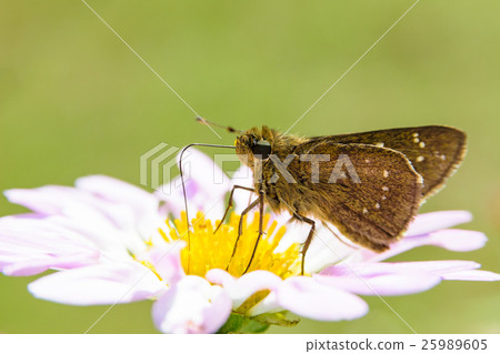 Sesame leopard sucking nectar 25989605