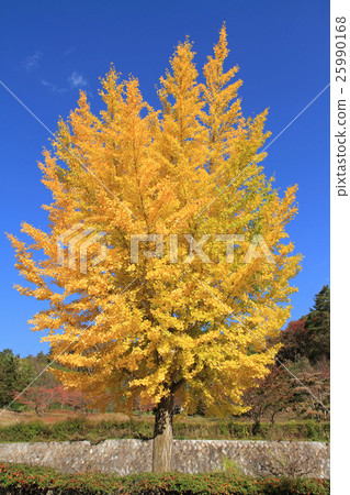Blue sky of autumn and yellow leaves of ginkgo biloba Blue sky of autumn and yellow leaves of ginkgo biloba 25990168