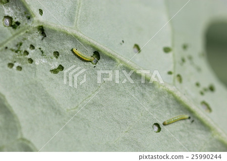 Larvae of Monsieurian butter which feeds on the leaves of broccoli. Larvae of Monsieurian butter which feeds on the leaves of broccoli. 25990244