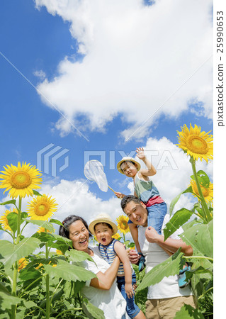 4 people family playing in a sunflower field 25990653