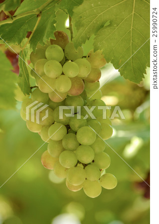 Grapes Grapes 25990724
