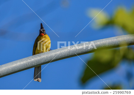 Black-crested Bulbul 25990769