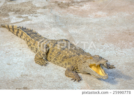 Crocodile 25990778
