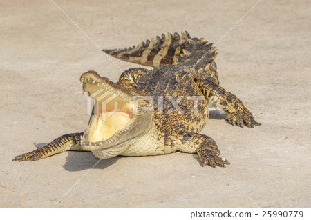 Crocodile 25990779