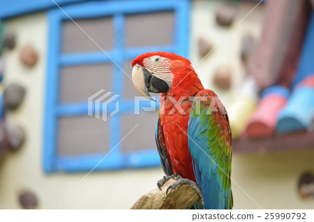 Macaw 25990792
