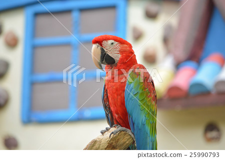Macaw 25990793
