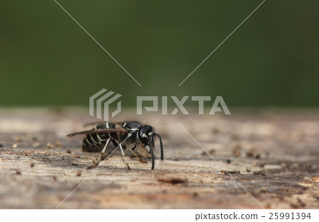 生物昆蟲丁香,小而安靜的甜菜。在院子裡製作幼蟲肉餃子① 生物昆蟲丁香,小而安靜的甜菜。在院子裡製作幼蟲肉餃子① 25991394