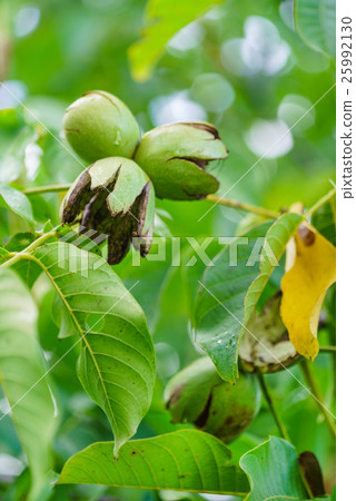 ripe walnut on tree 25992130