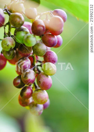 autumn grapes 25992132