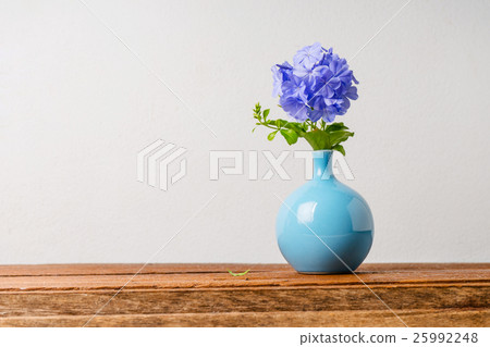 Blue plumbago flowers in vase 25992248