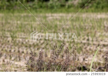 Tikarashiba 02 25993019