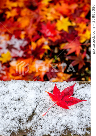 秋天的落葉和雪 秋天的落葉和雪 25993086