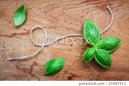 圖庫照片: fresh sweet basil leaves.