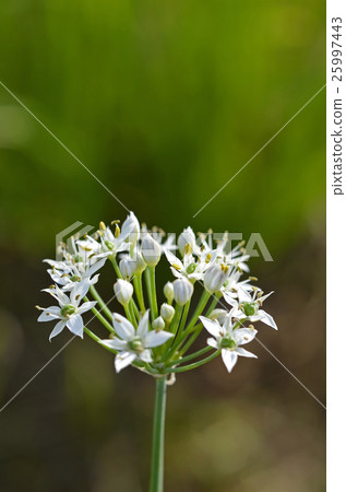 Nira Flower Nira Flower 25997443