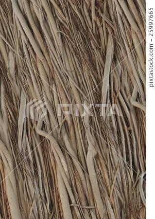 roots or trunk of the banyan tree in the garden. roots or trunk of the banyan tree in the garden. 25997665