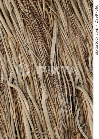 roots or trunk of the banyan tree in the garden. roots or trunk of the banyan tree in the garden. 25997666