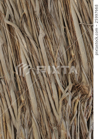 roots or trunk of the banyan tree in the garden. roots or trunk of the banyan tree in the garden. 25997668