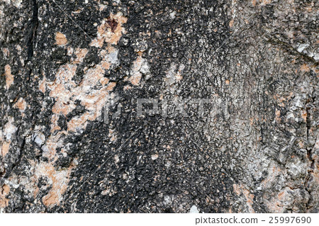 surface Tree trunk of bark tree weathered. surface Tree trunk of bark tree weathered. 25997690