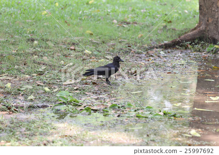 Crow or DAW standing on lowland areas. 25997692