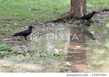 Crow or DAW standing on lowland areas. Crow or DAW standing on lowland areas. 25997694
