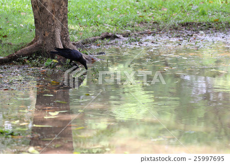 Crow or DAW standing on lowland areas. Crow or DAW standing on lowland areas. 25997695