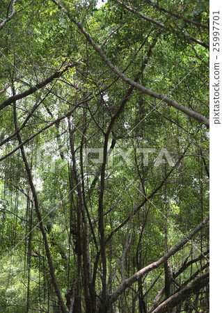Branch of banyan tree in the public park. Branch of banyan tree in the public park. 25997701