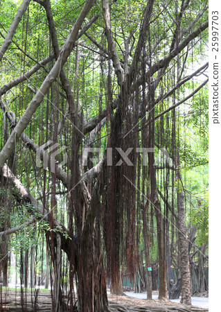 Branch of banyan tree in the public park. Branch of banyan tree in the public park. 25997703