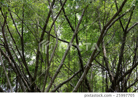 Branch of banyan tree in the public park. Branch of banyan tree in the public park. 25997705