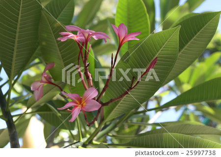 Pink plumeria or frangipani flower bloom on tree. 25997738