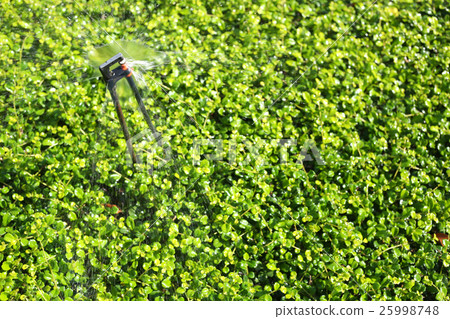 Springer is running spread water. Springer is running spread water. 25998748