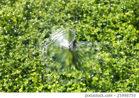 Springer is running spread water. Springer is running spread water. 25998750